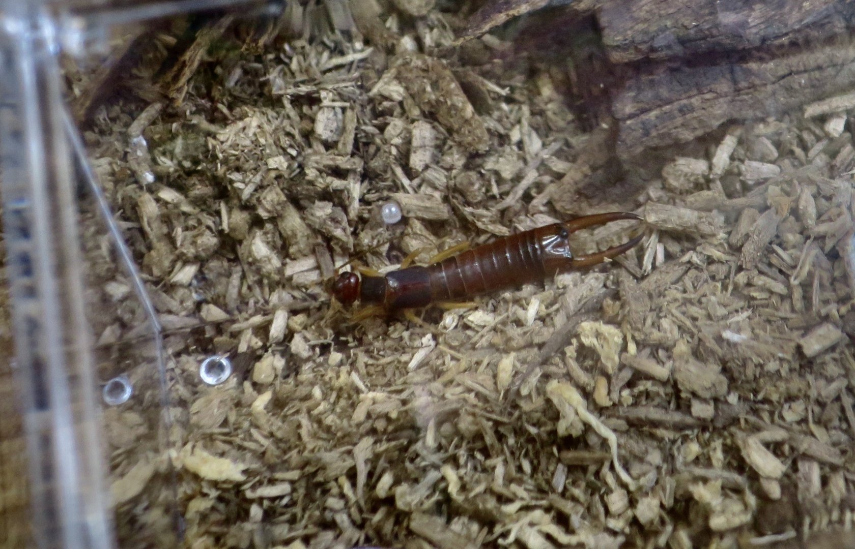 Japanese Shore Earwig (Labidura riparia japonica)