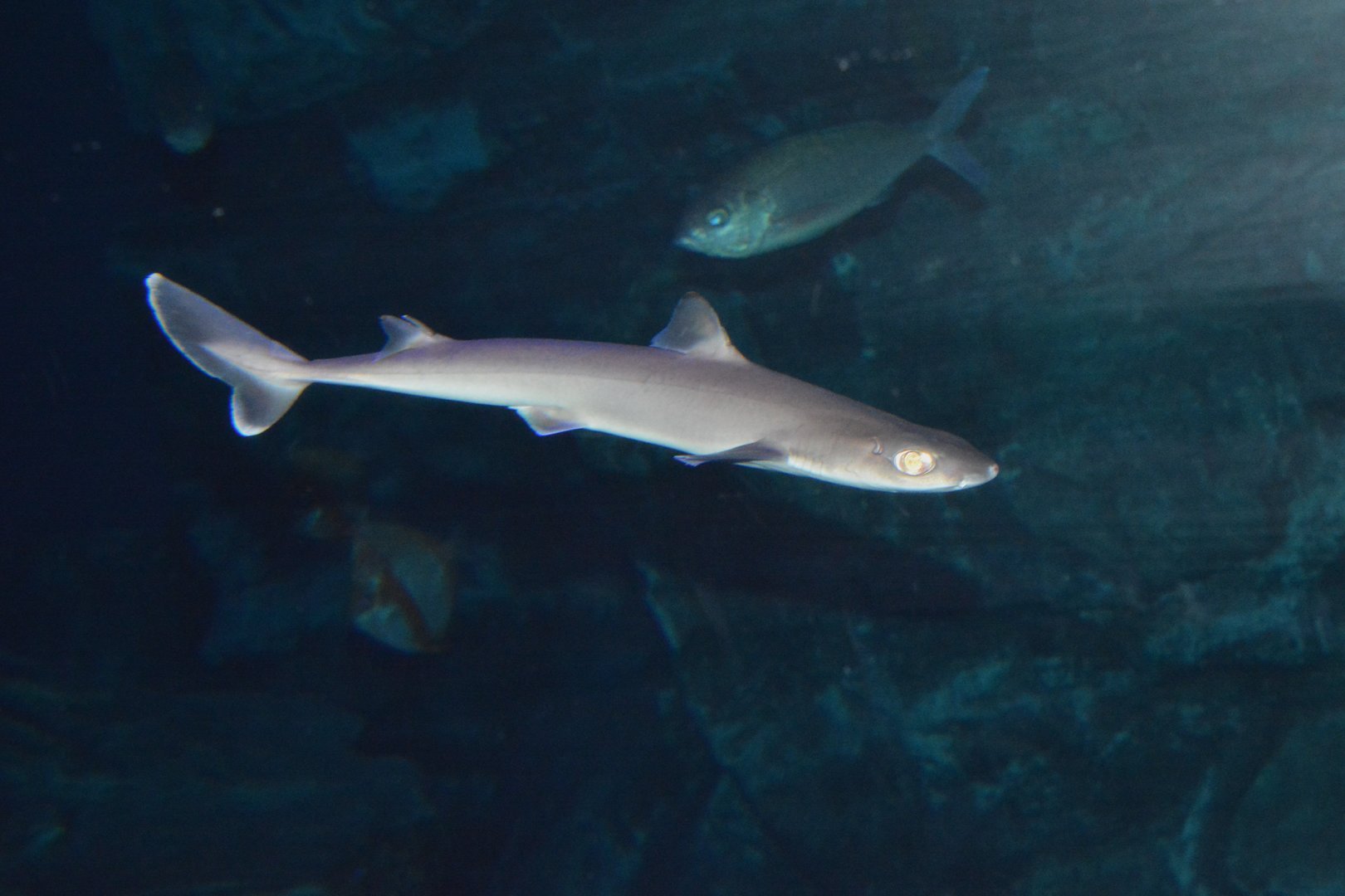 Japanese shortnose spurdog (Squalus brevirostris)