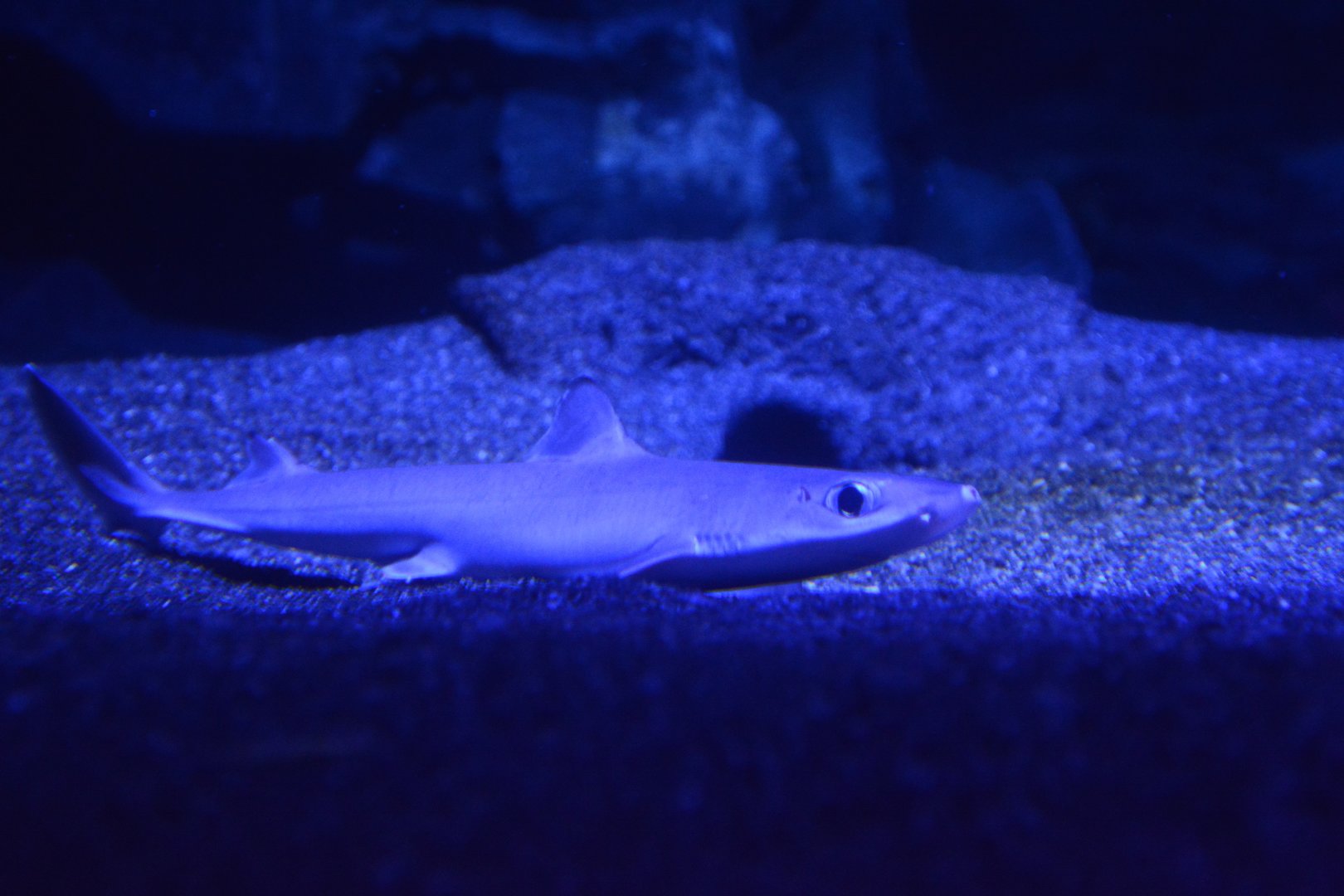 Japanese shortnose spurdog (Squalus brevirostris)