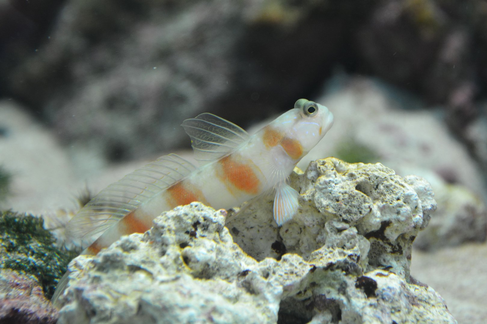 Japanese shrimpgoby  (Amblyeleotris japonica)