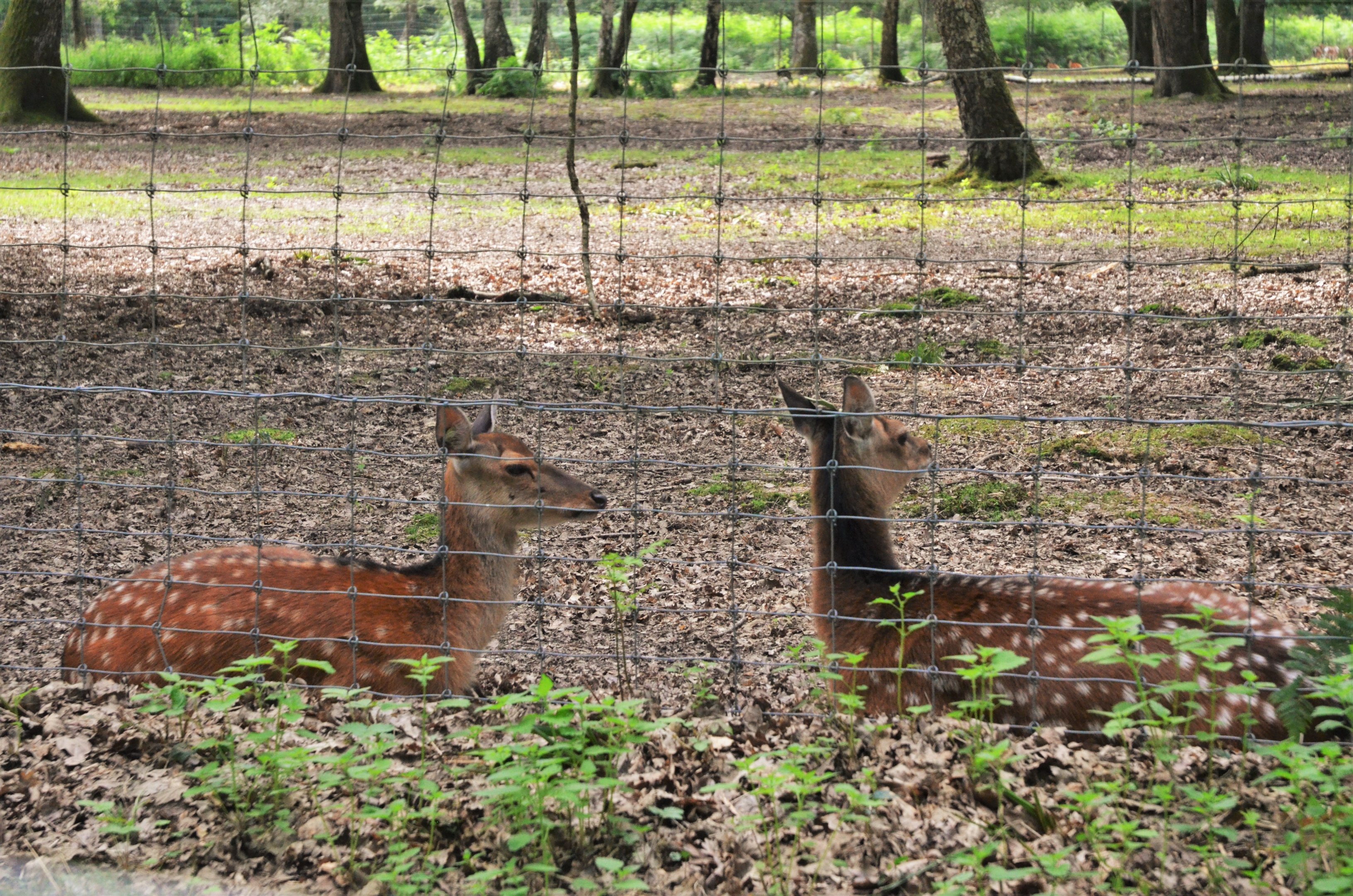 Japanese Sika at Haute-Touche, 14/06/18