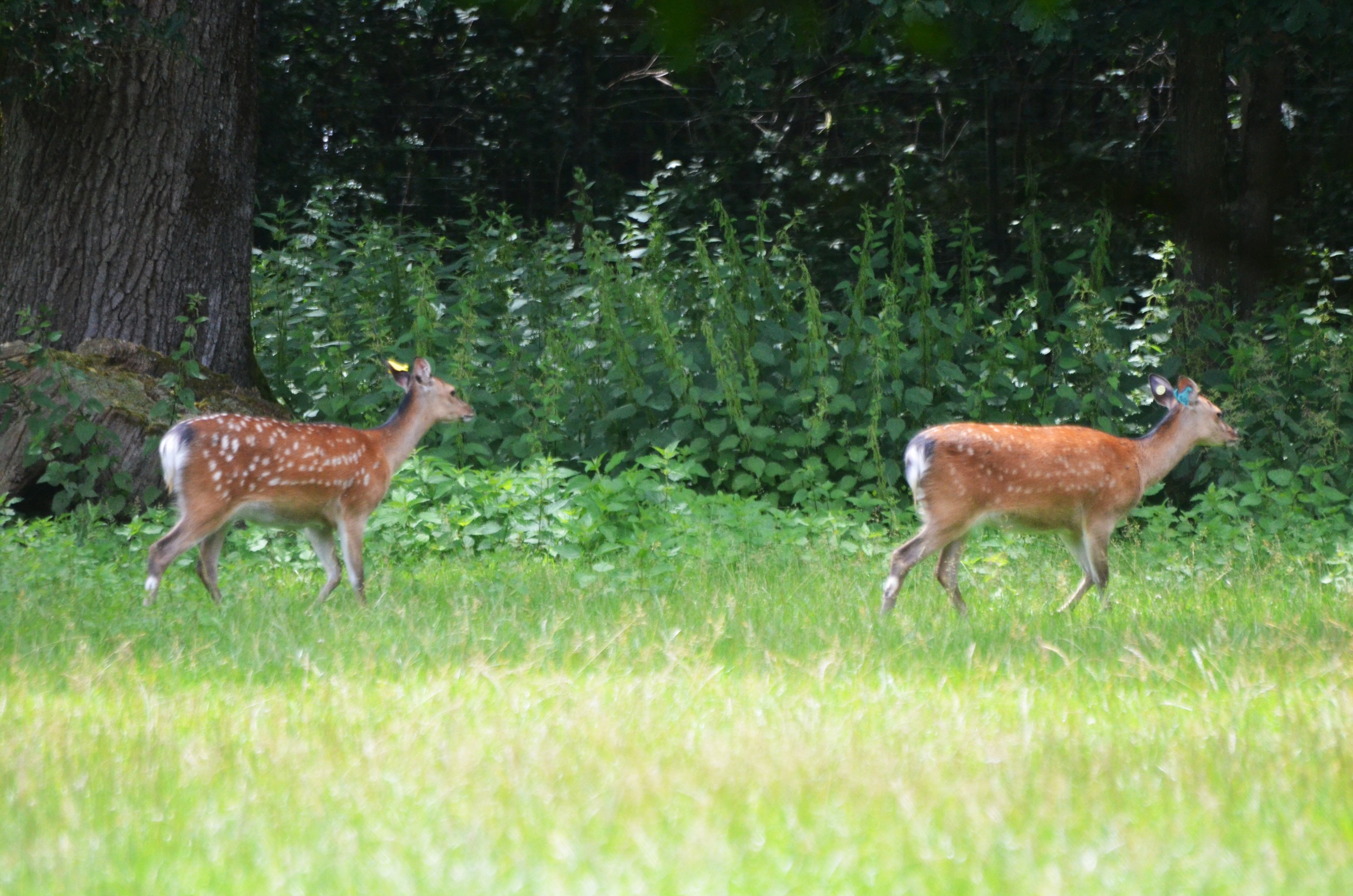 Japanese Sika at Haute-Touche, 14/06/18
