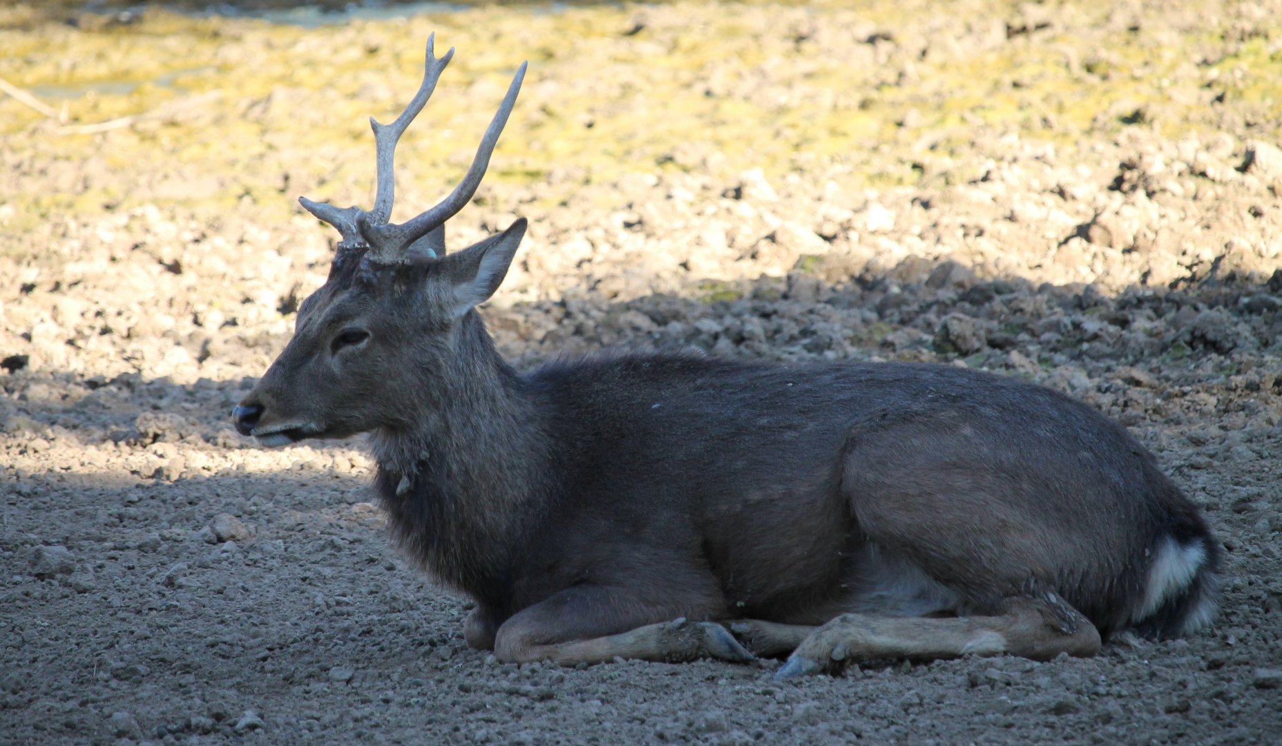 Japanese Sika (Cervus nippon)