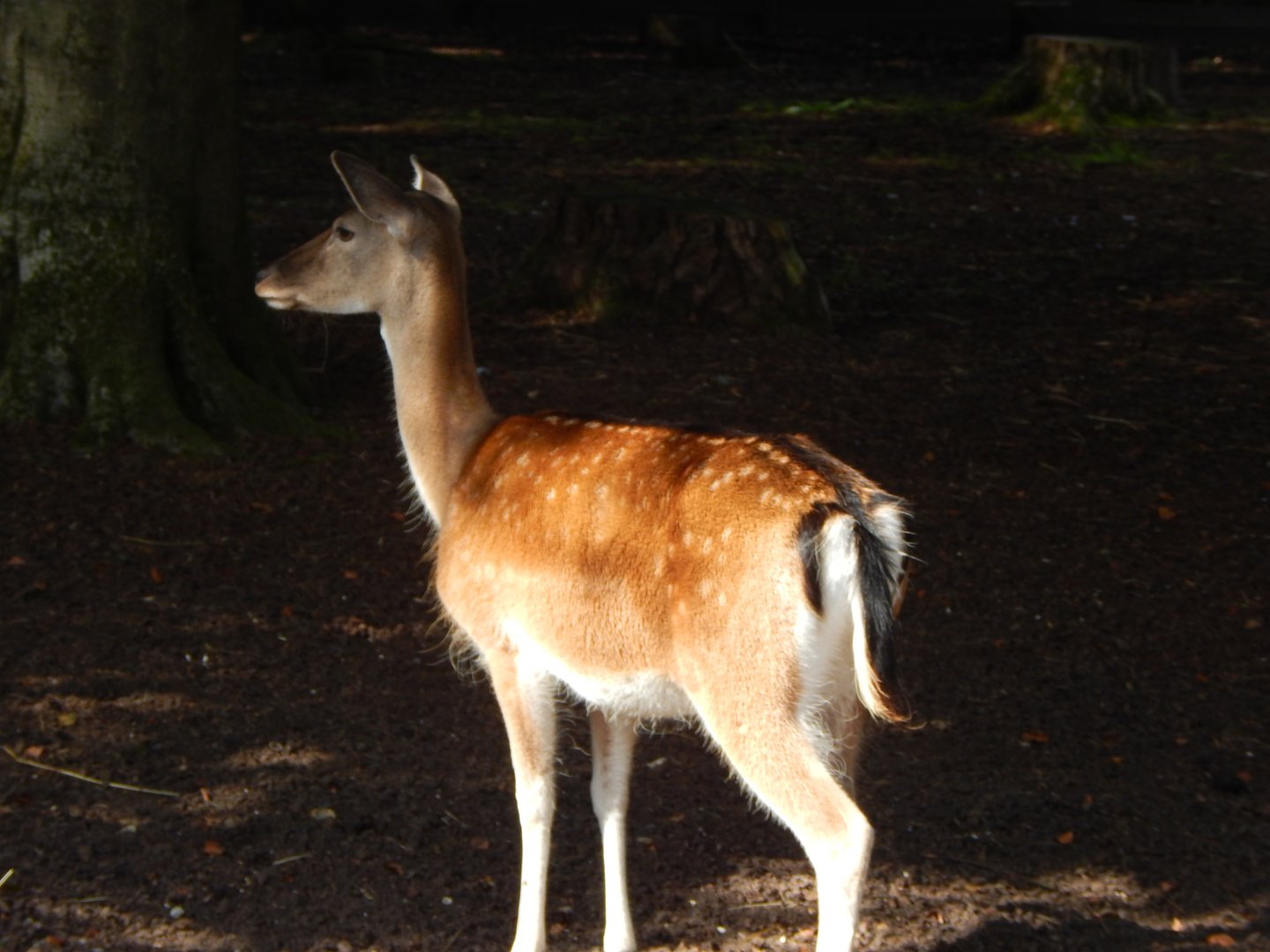 Japanese sika deer 130924