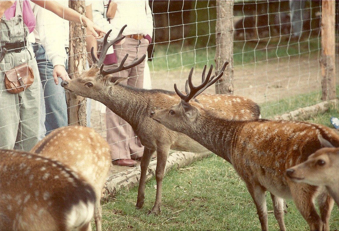 Japanese Sika Deer 1985