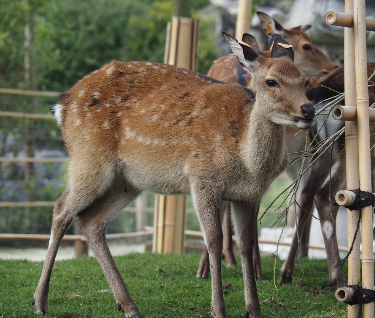 Japanese sika deer (Cervus nippon nippon), 2024-09-17