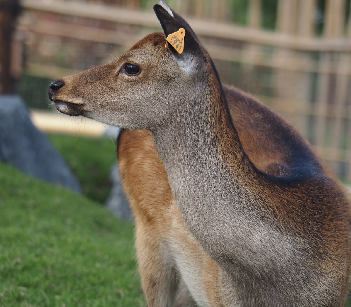 Japanese sika deer (Cervus nippon nippon), 2024-09-17