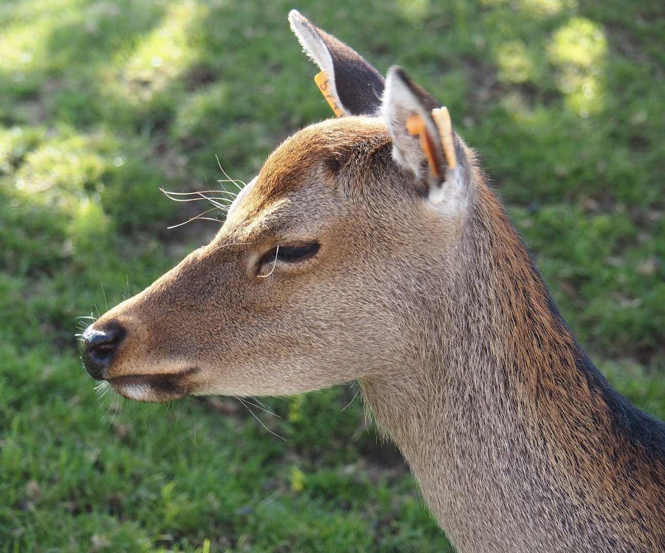 Japanese sika deer (Cervus nippon nippon), 2024-09-17