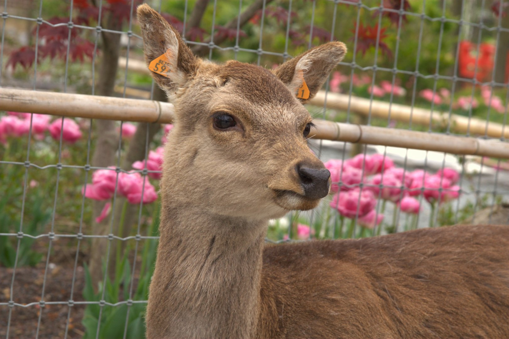 Japanese Sika Deer (Cervus nippon nippon), 24-04-25