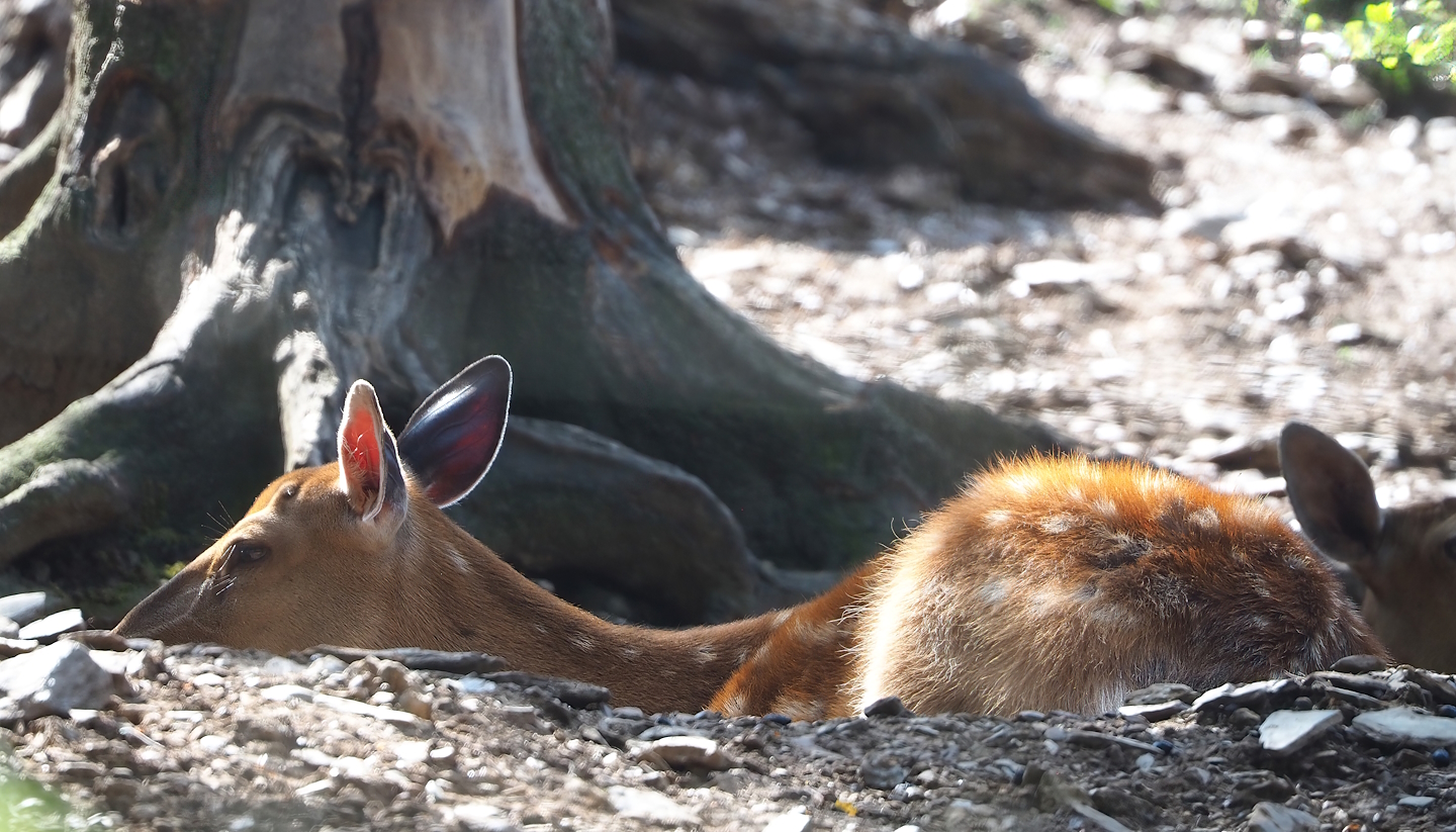 Japanese sika deer (Cervus nippon nippon) doe, 2023-06-24