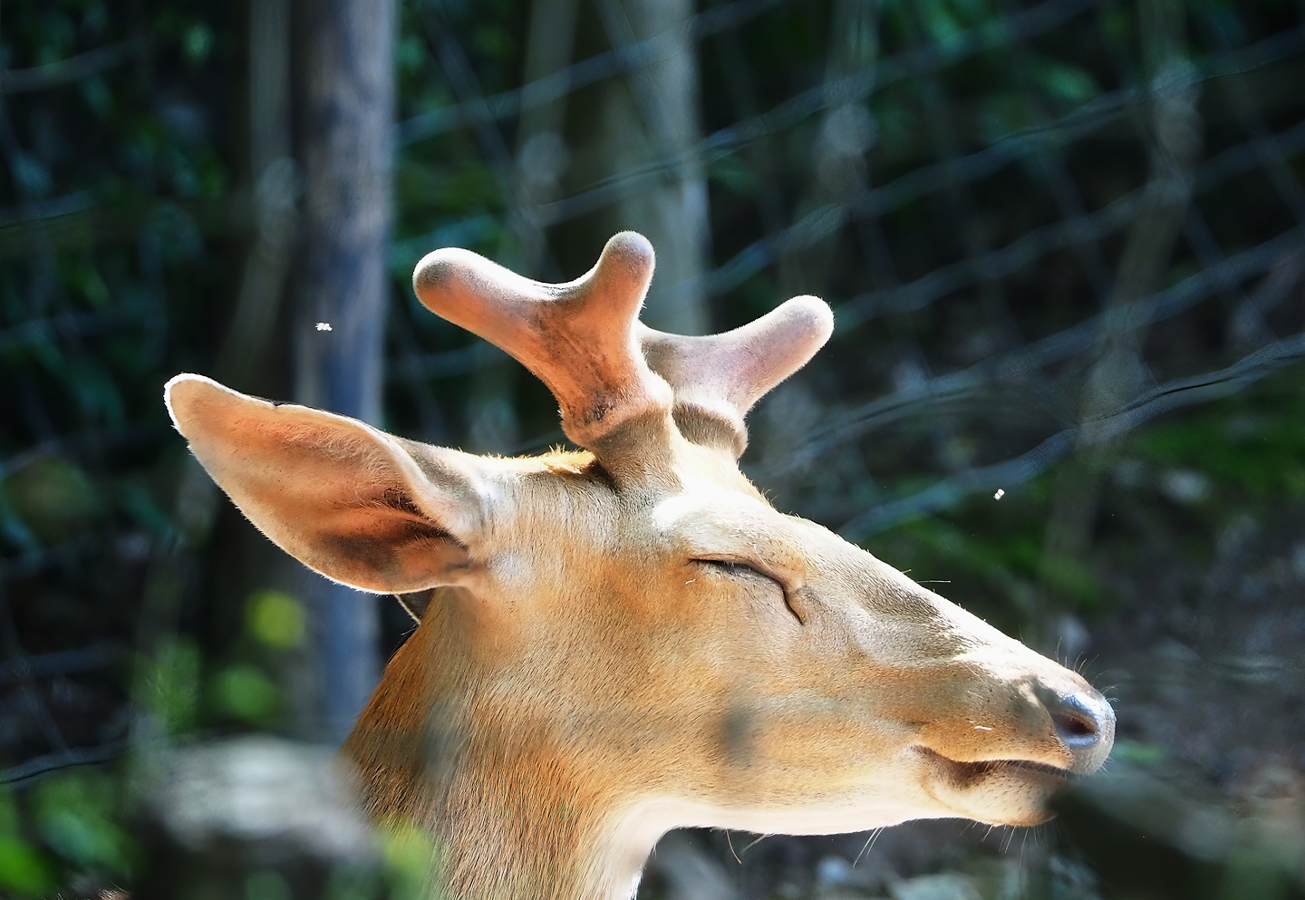 Japanese sika deer (Cervus nippon nippon) stag, 2023-06-24