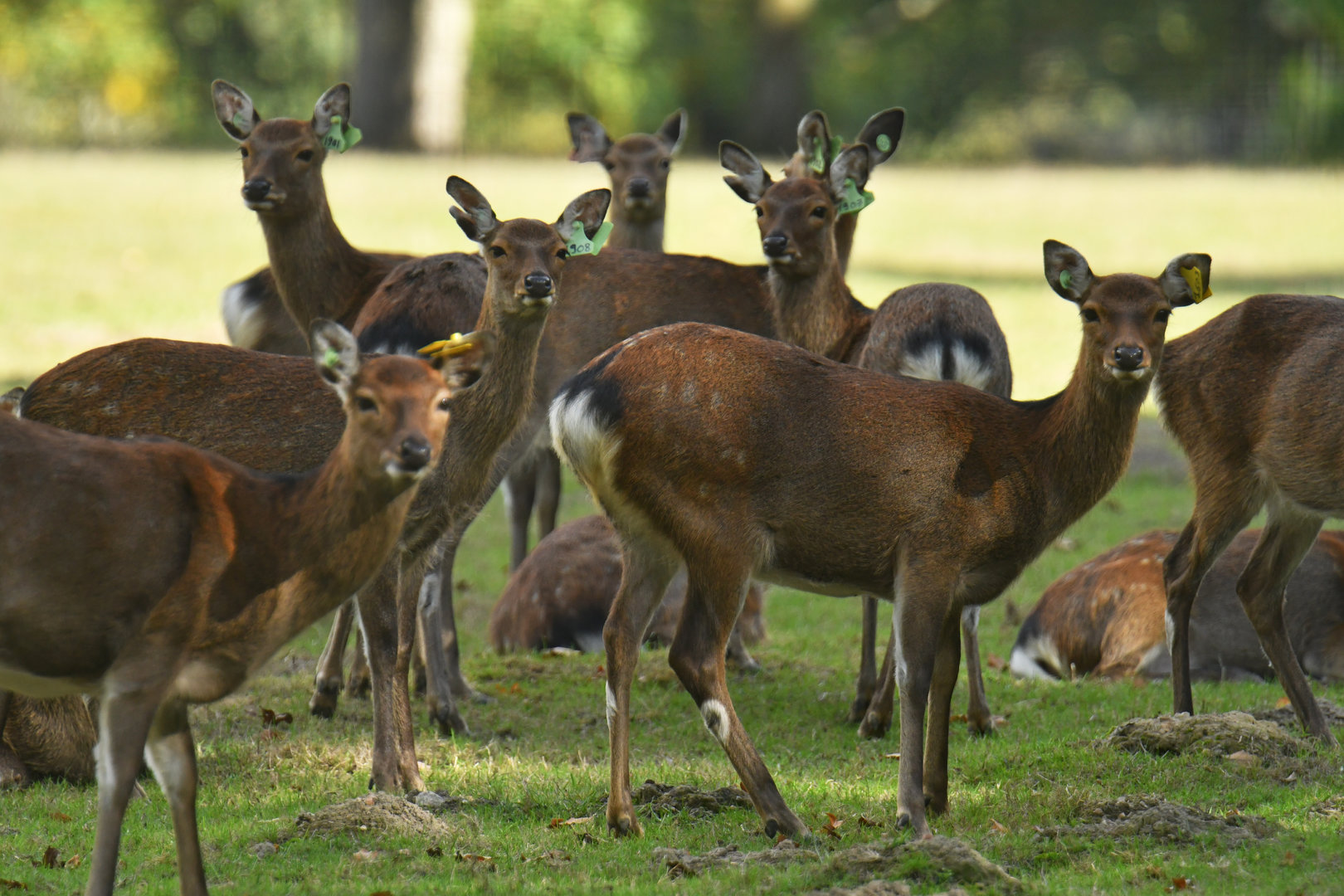 Japanese sika deer (Cervus nippon nippon)