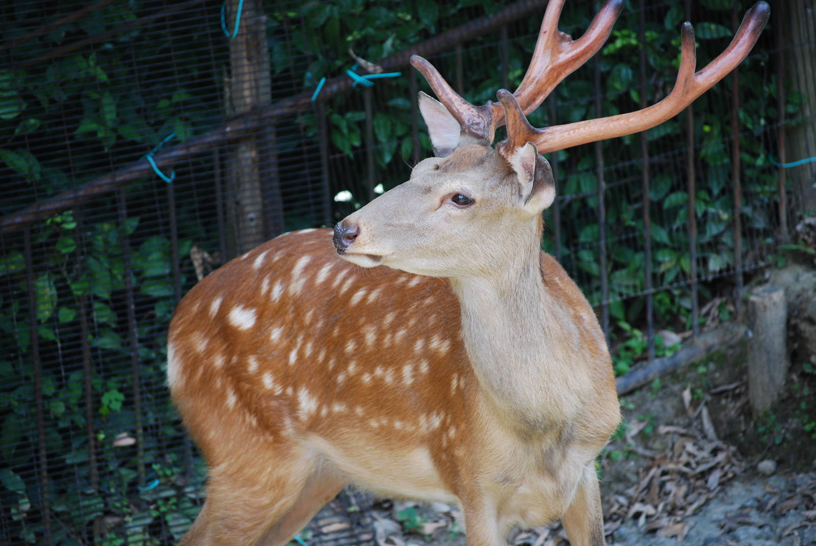 Japanese sika deer (Cervus nippon)