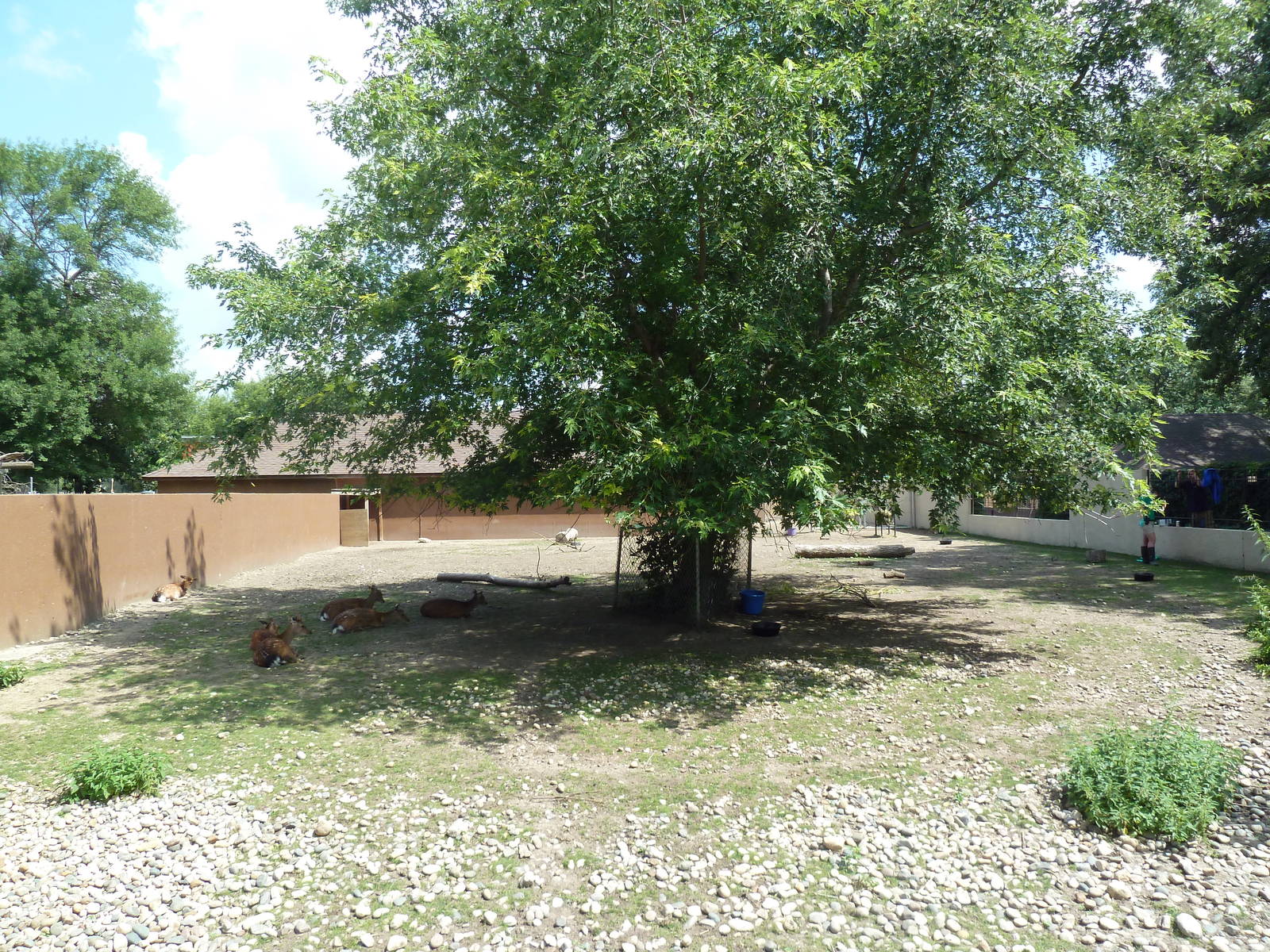 Japanese Sika Deer Exhibit
