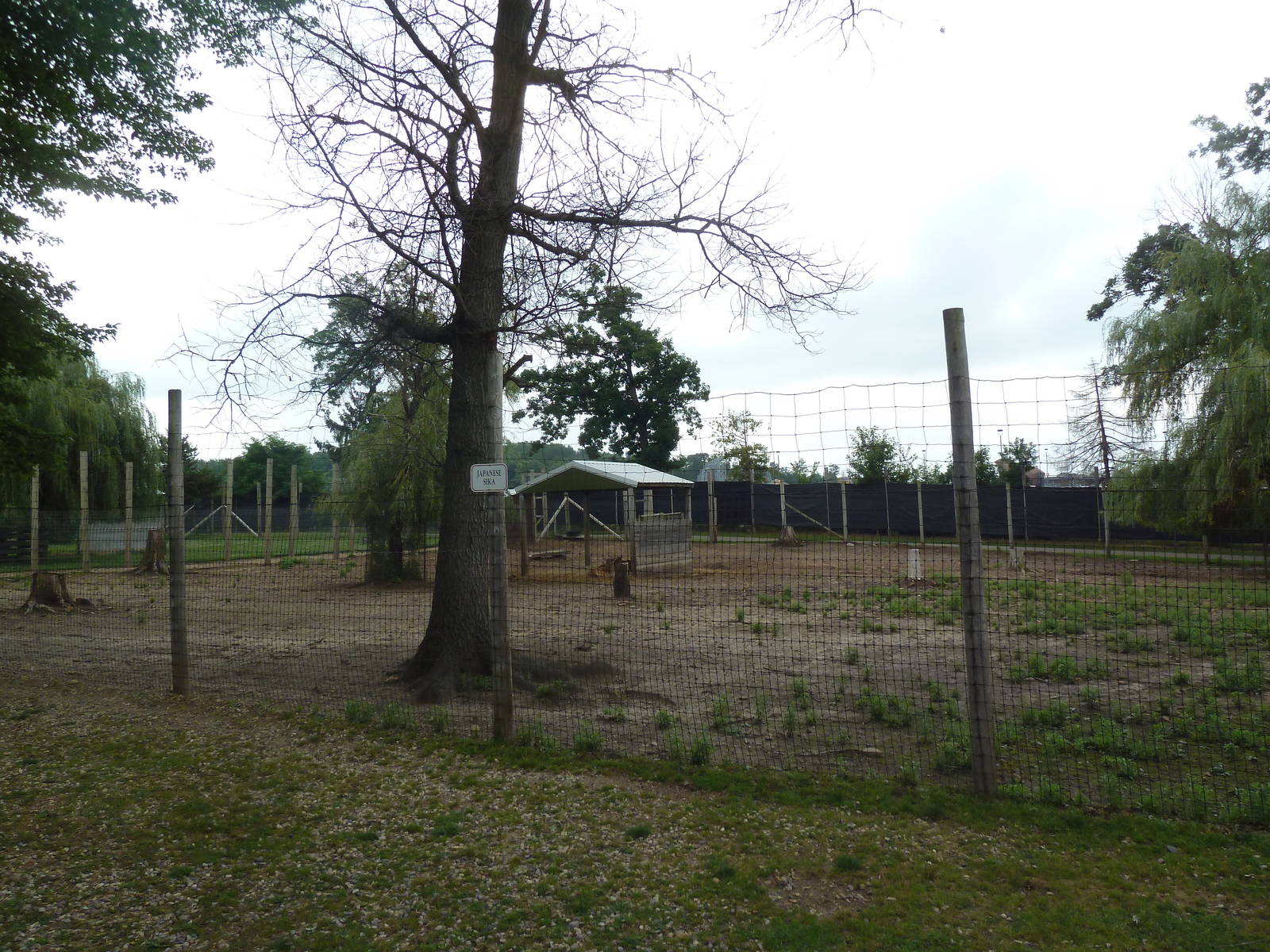 Japanese Sika Deer Exhibit