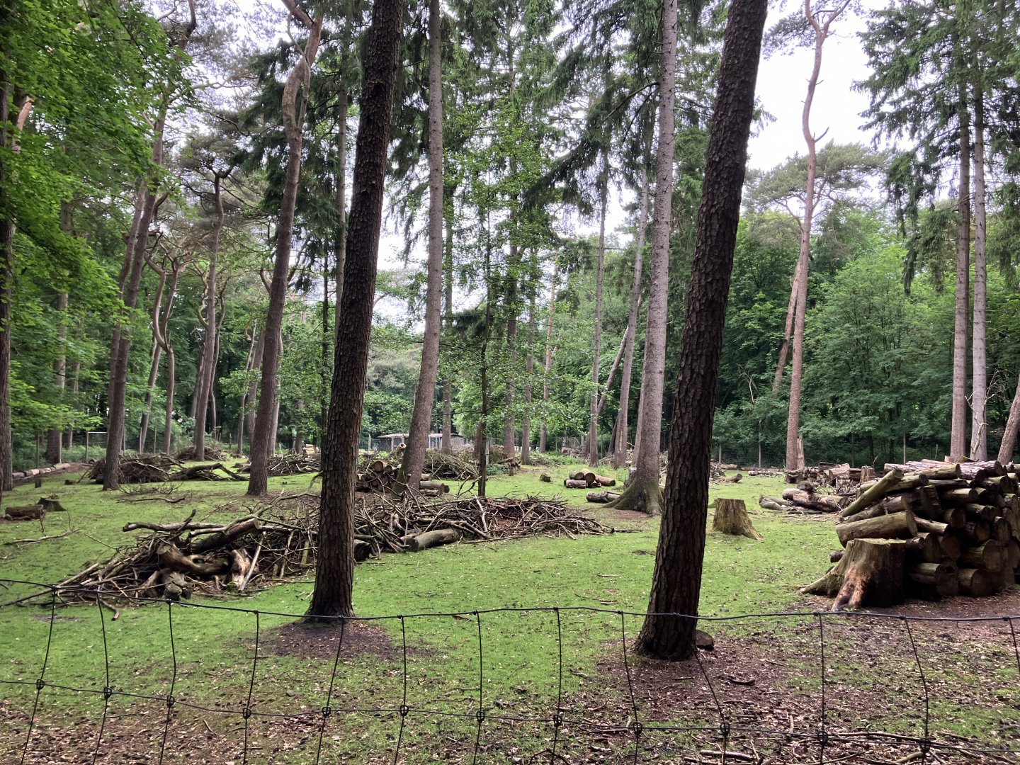 Japanese sika deer exhibit