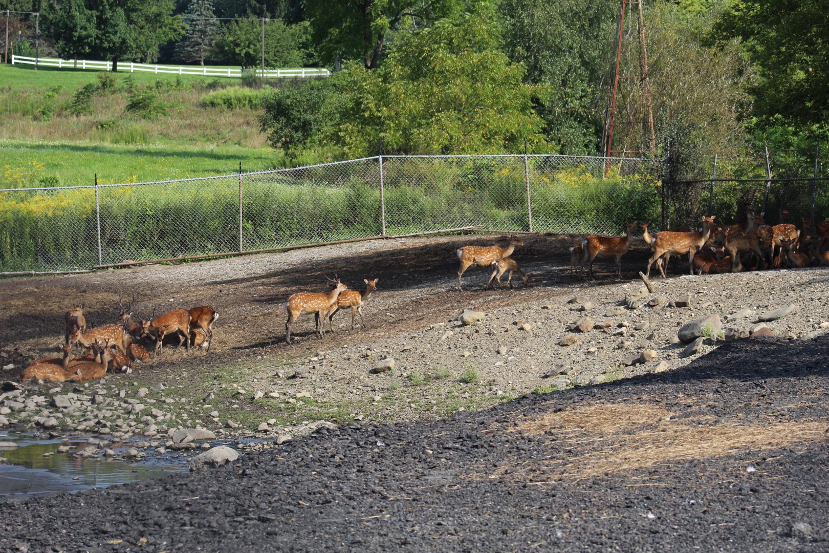 Japanese Sika Deer Herd
