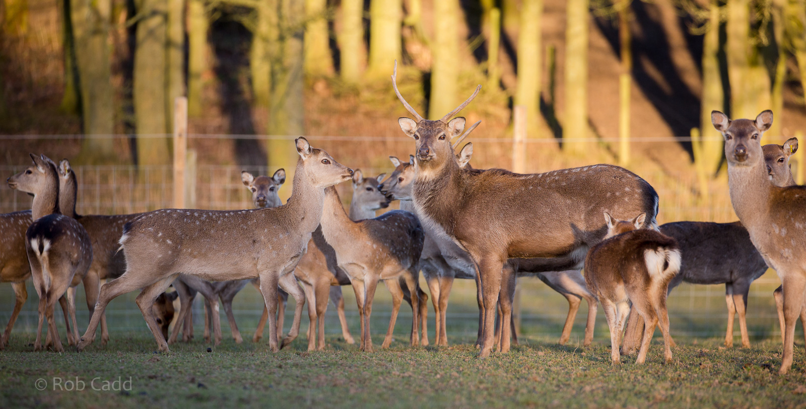 Japanese sika deer : Whipsnade : 14 Mar 2016