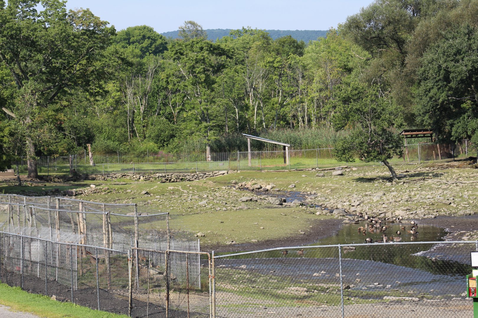 Japanese Sika Deer Yard