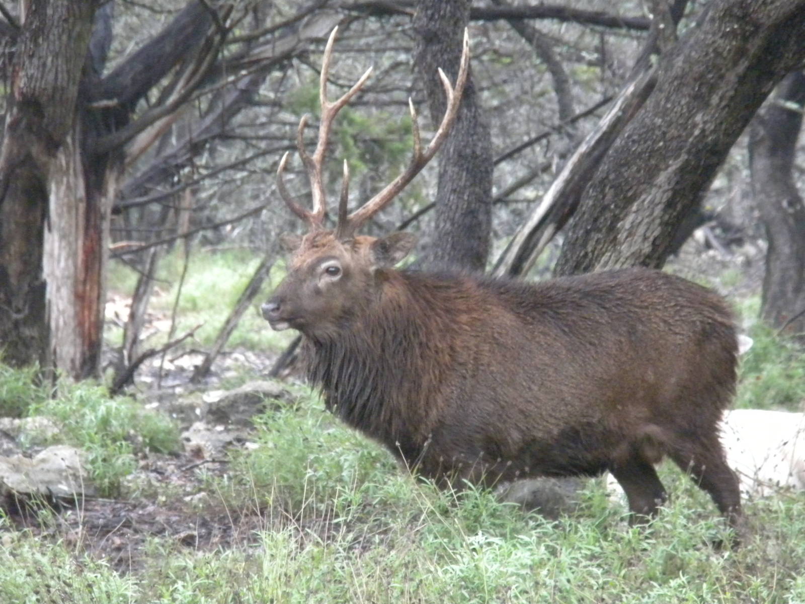 Japanese Sika Deer