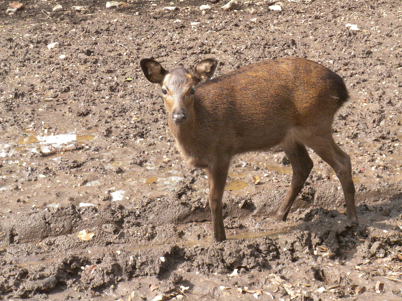 Japanese Sika Deer