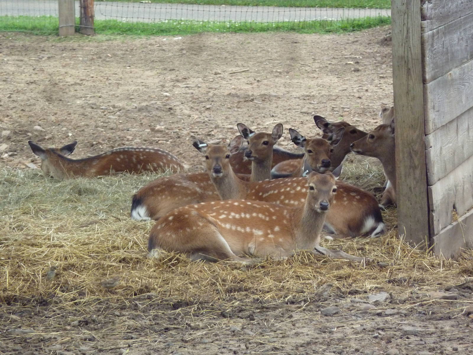 Japanese Sika Deer