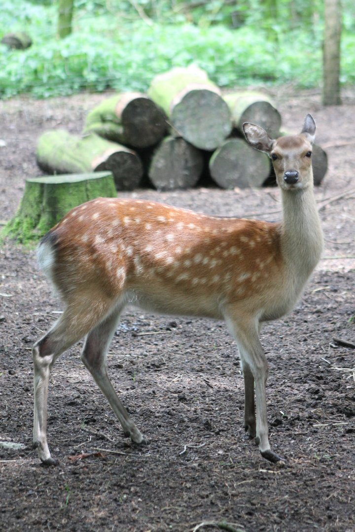 Japanese sika-deer