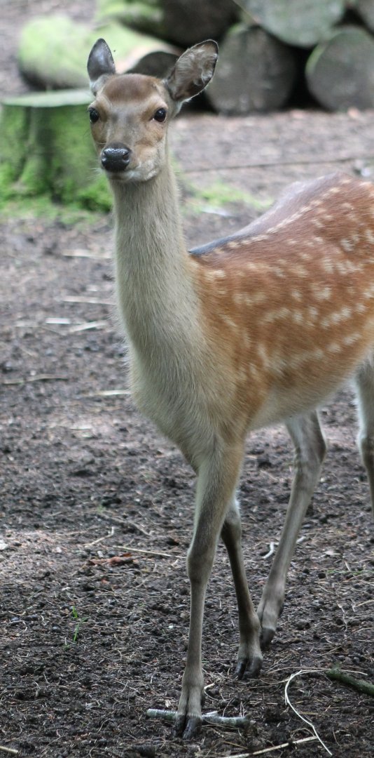 Japanese sika-deer