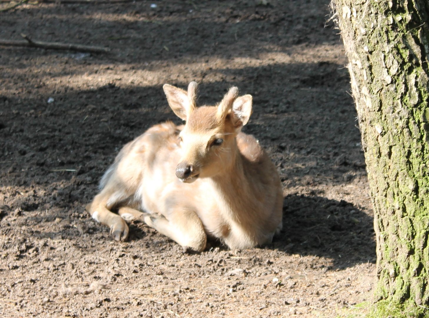 Japanese sika deer