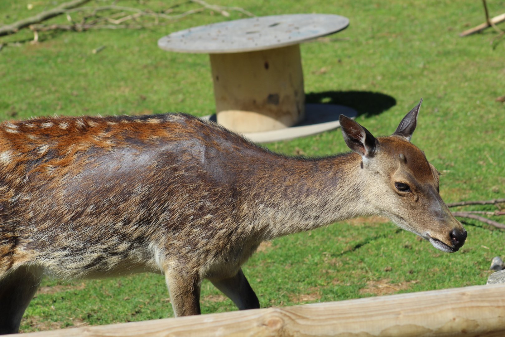 Japanese Sika Deer