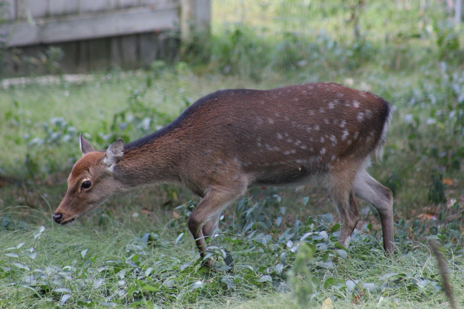 Japanese Sika Deer