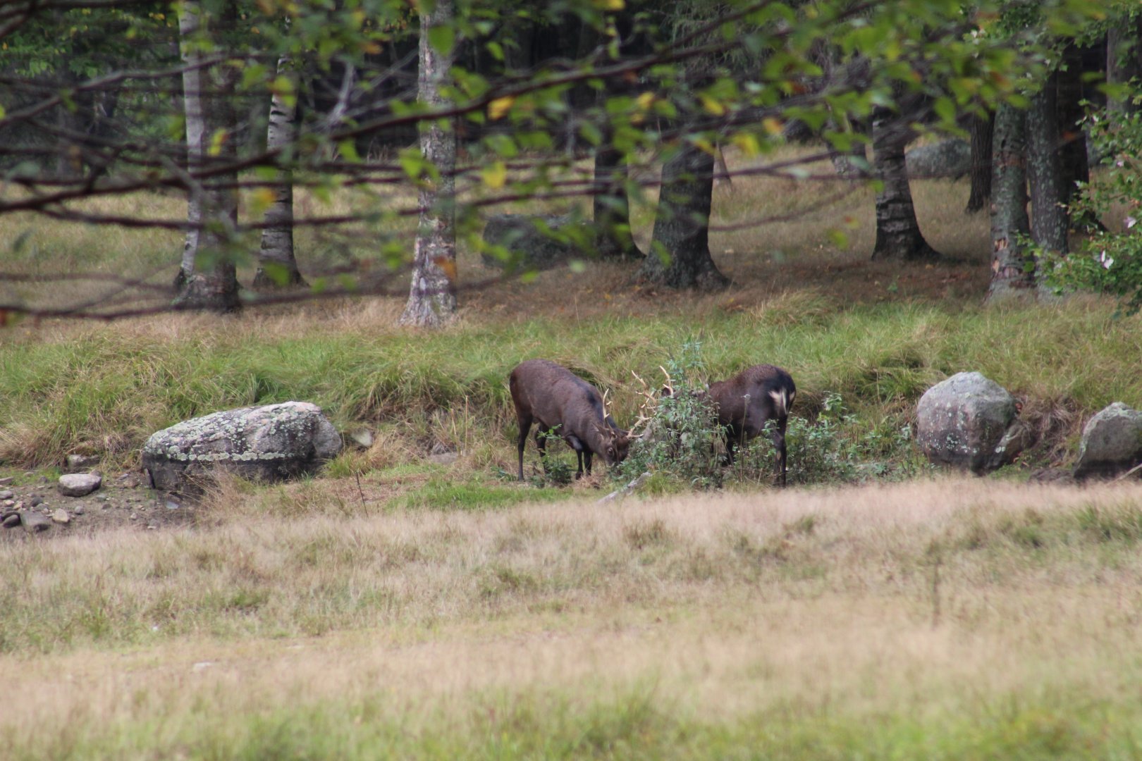 Japanese Sika Deer