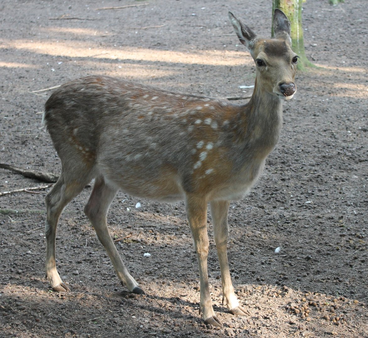 Japanese sika deer