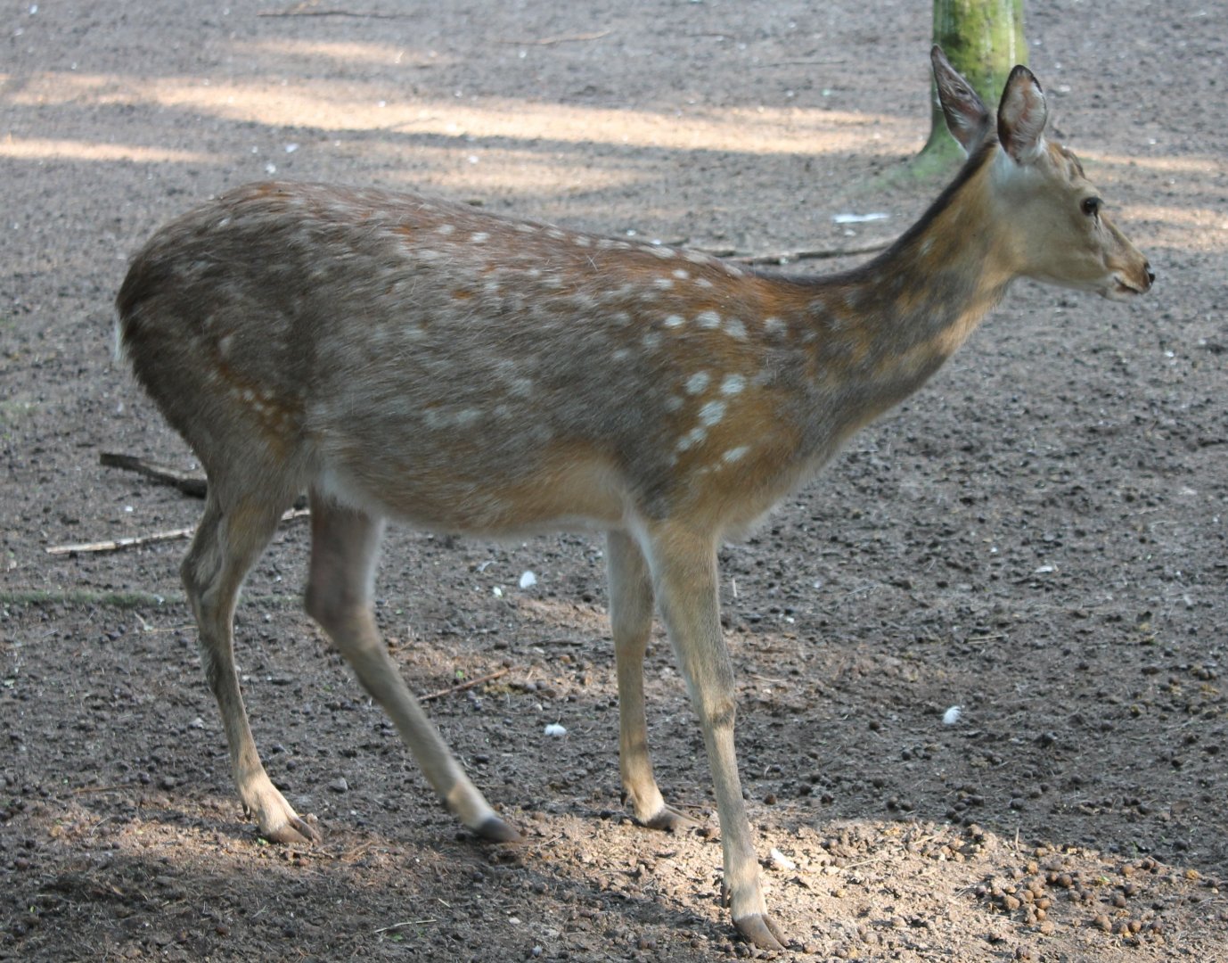 Japanese sika deer