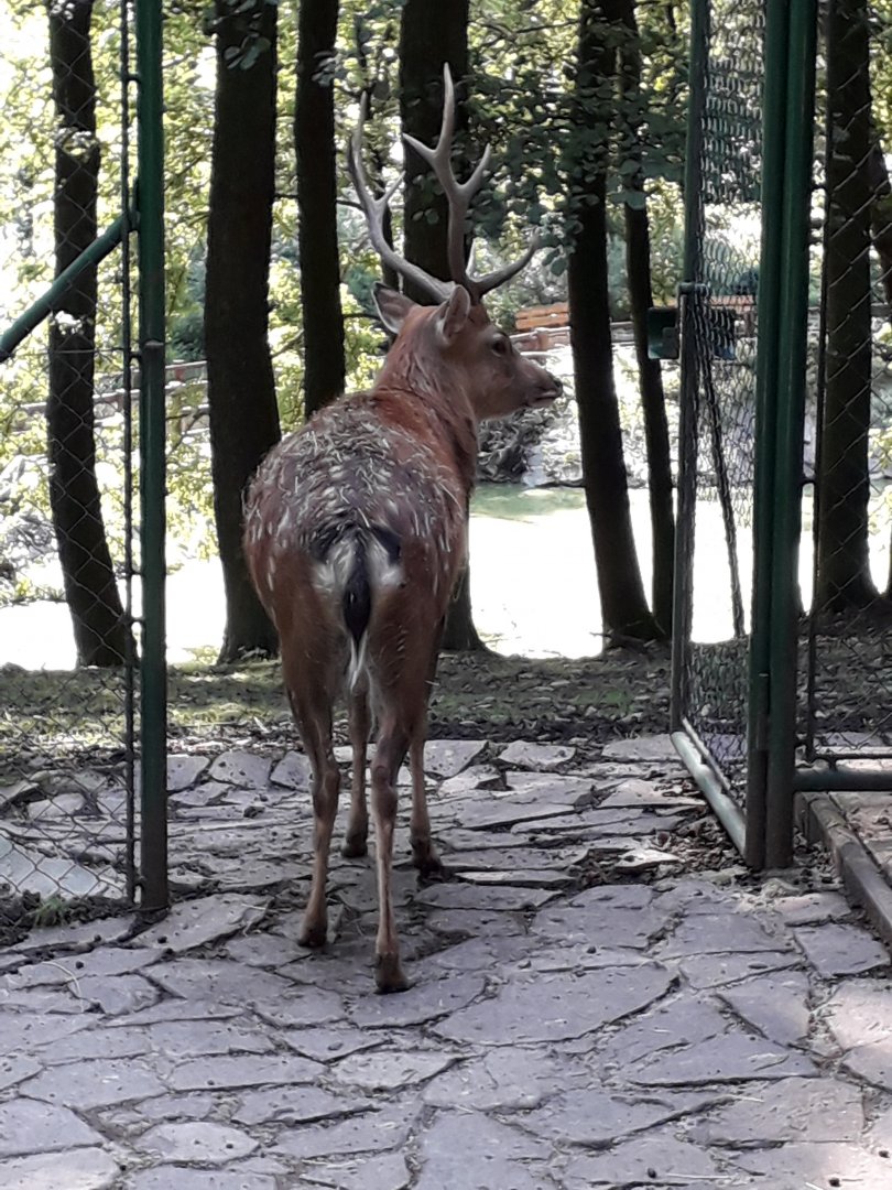 Japanese sika deer