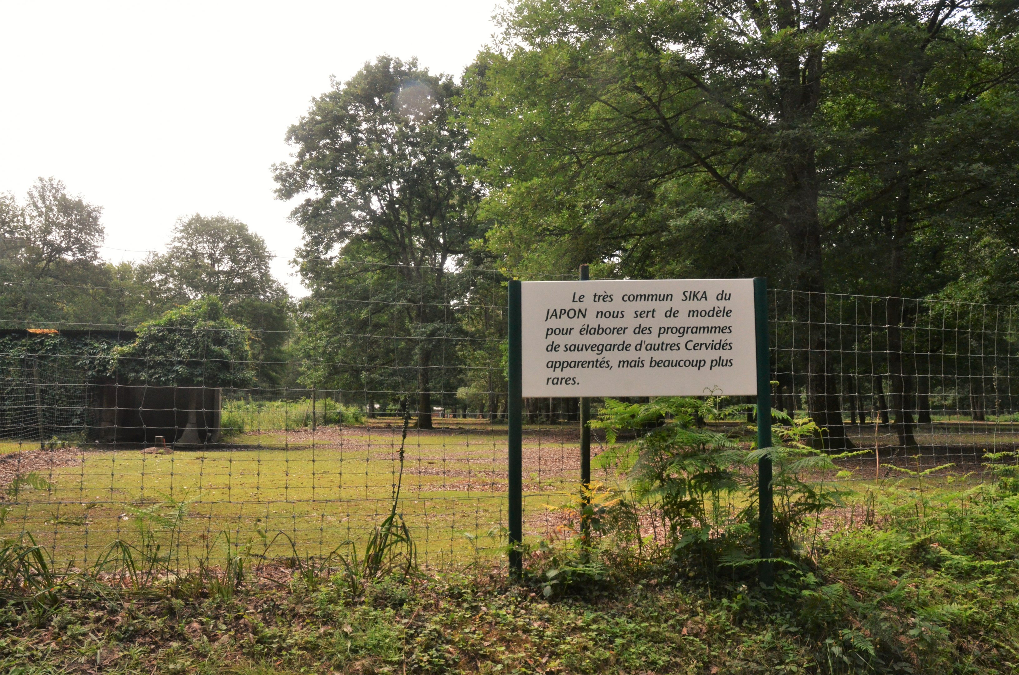 Japanese Sika Enclosure  at Haute-Touche, 14/06/18