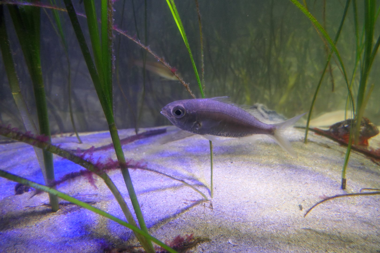 Japanese Silverbiddy (Gerres equulus) - Uozu Aquarium