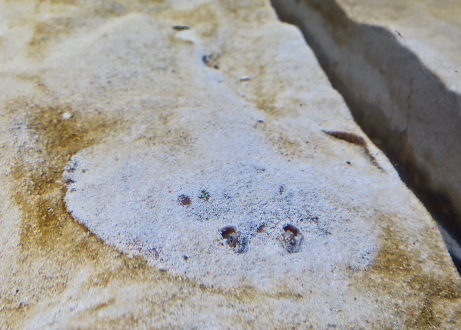 Japanese Sleeper Ray (Narke japonica)