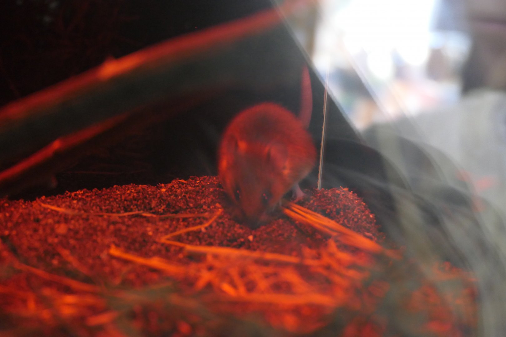 Japanese Small Field Mouse (Apodemus argentatus)