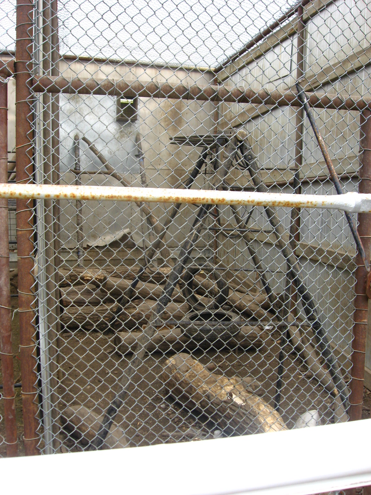 Japanese Snow Macaque enclosure at Guzoo