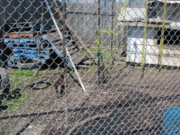 Japanese Snow Macaques - Guzoo May 31st