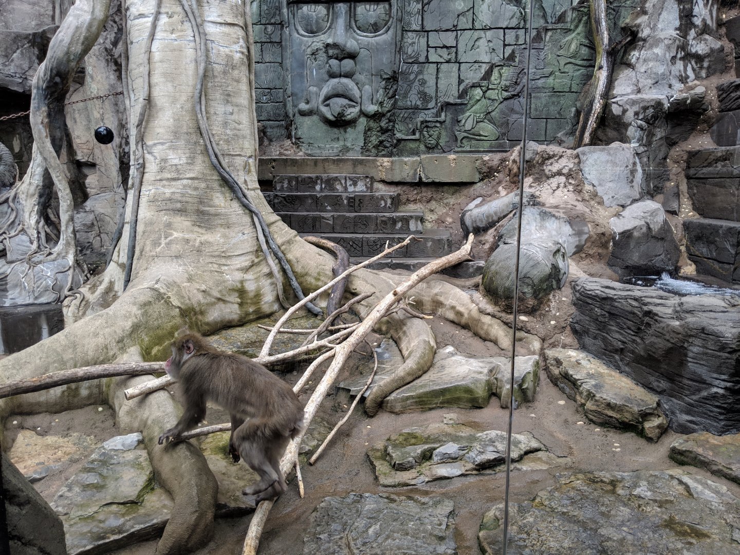 Japanese snow monkeys  (2019)