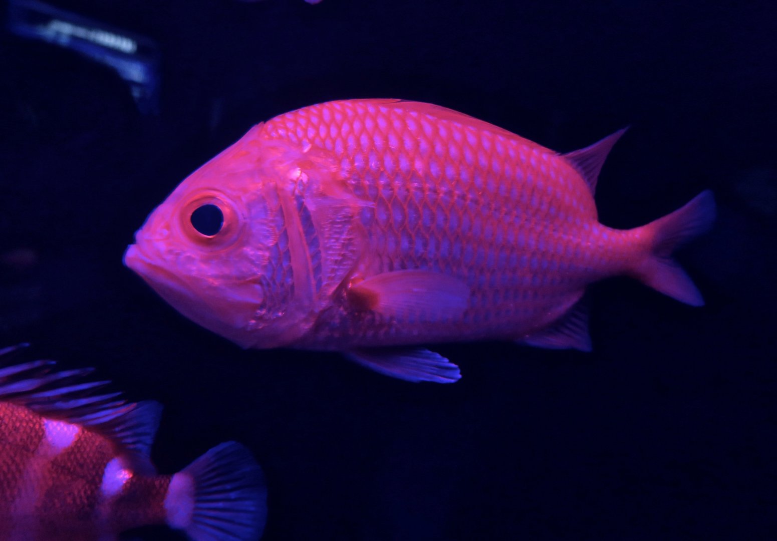 Japanese Soldierfish (Ostichthys japonicus)