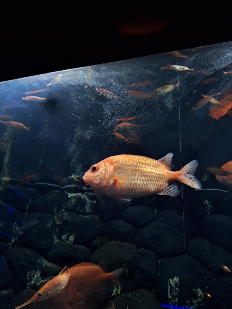 Japanese soldierfish (Ostichthys japonicus)