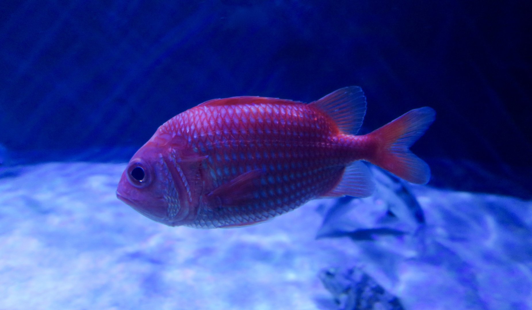 Japanese Soldierfish (Ostichthys japonicus)