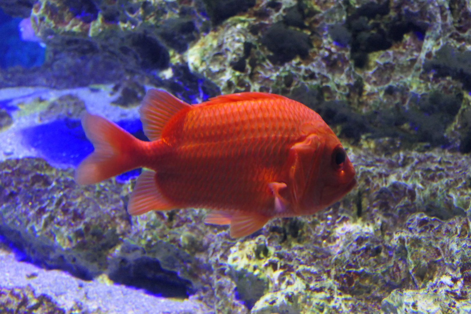 Japanese Soldierfish (Ostichthys japonicus)