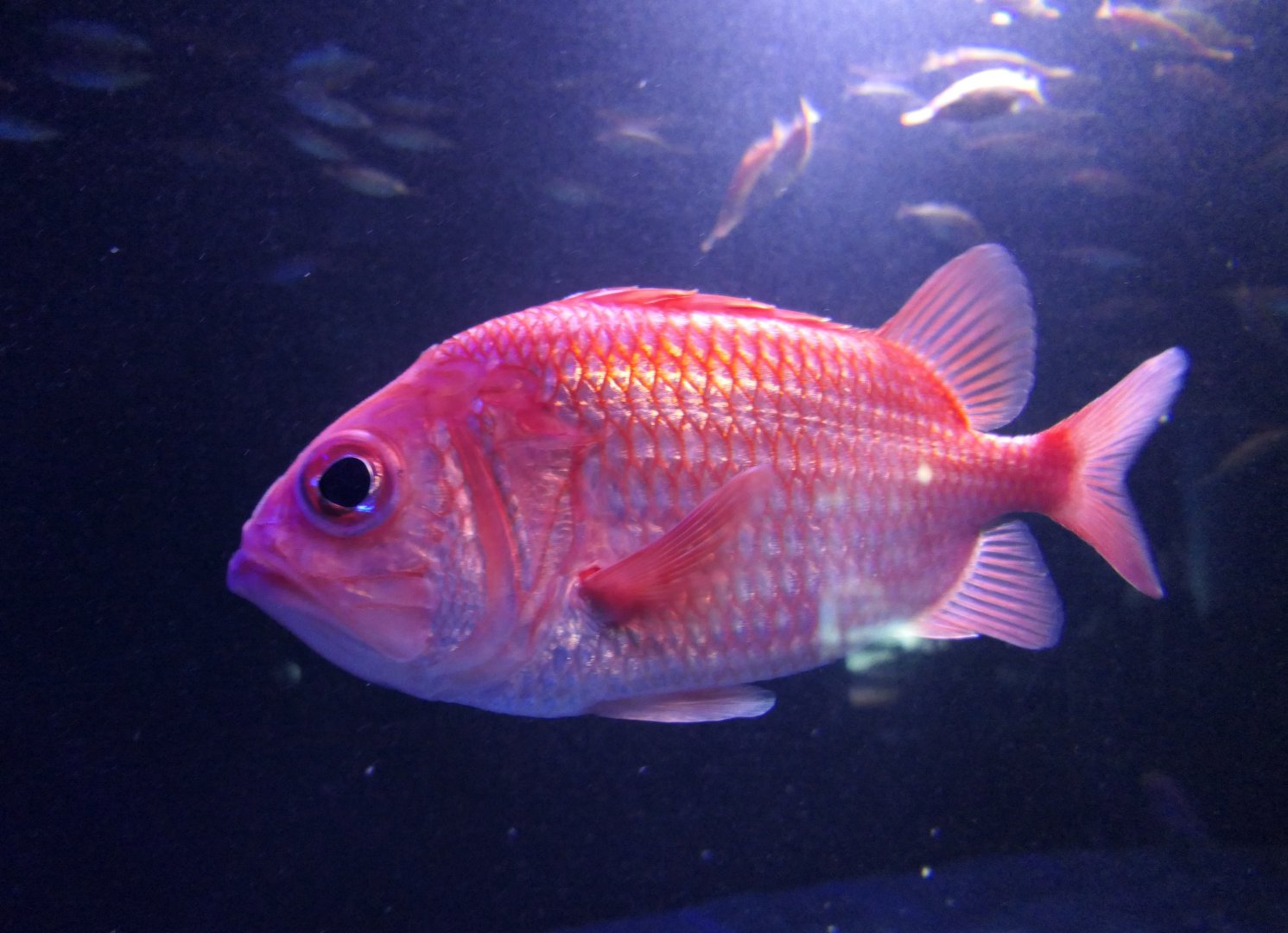 Japanese Soldierfish (Ostichthys japonicus)