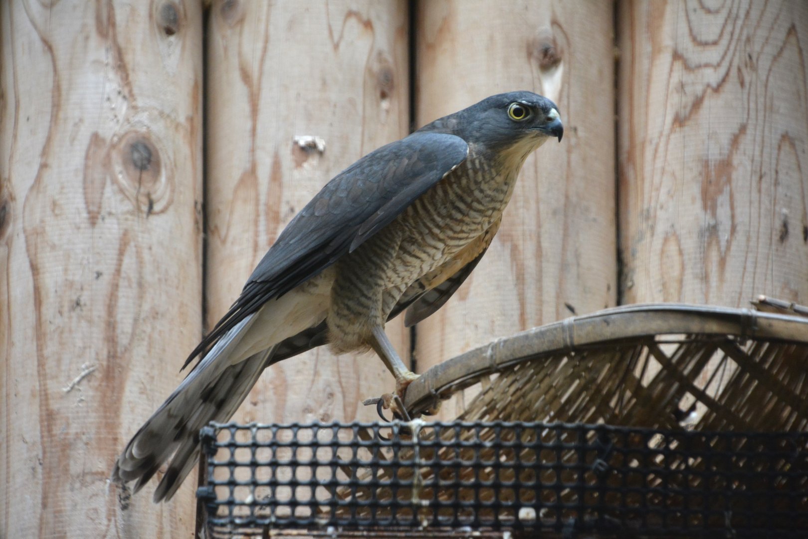 Japanese sparrowhawk (Accipiter gularis gularis)