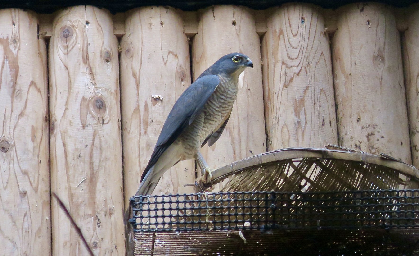 Japanese Sparrowhawk (Accipiter gularis gularis)