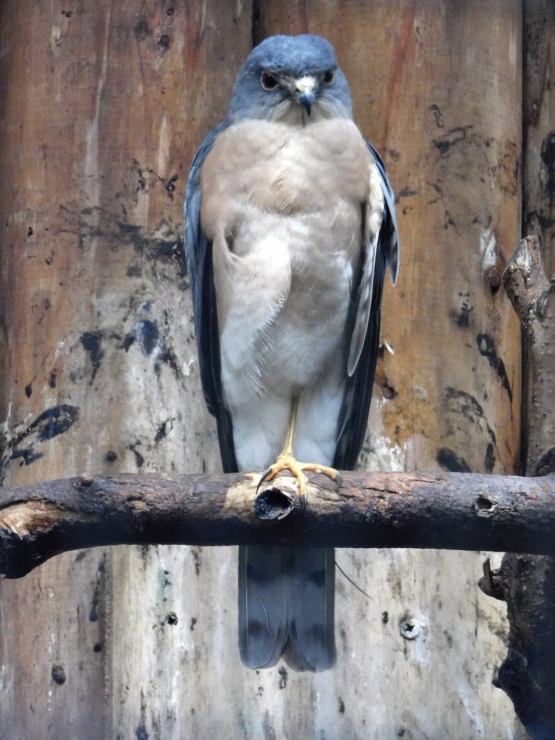 Japanese Sparrowhawk (Accipiter gularis) October 4, 2025　